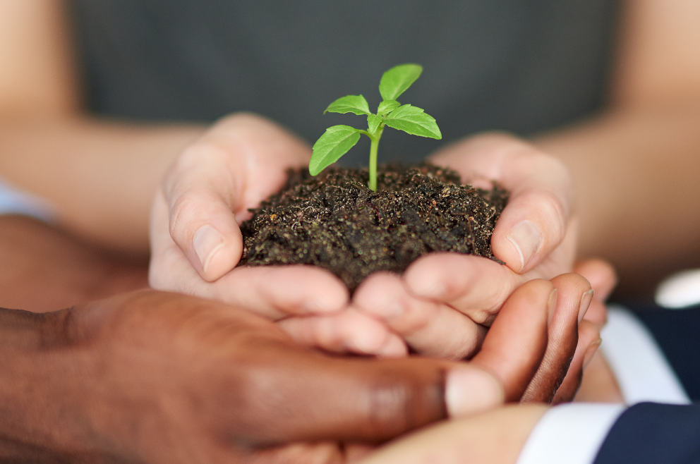 2001-BABA SIDI HERBS